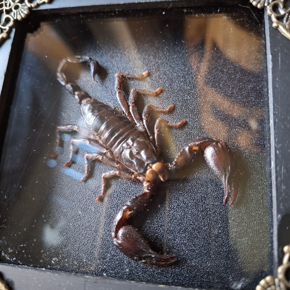 2 Framed Scorpion & Blue Butterfly Insect Shadow Box Real - Picture 3 of 6